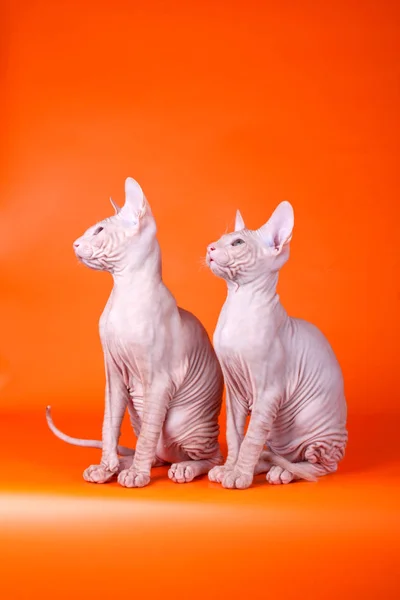 Estudio Fotografía Del Gato Del Gato Don Sphynx Sobre Fondos —  Fotos de Stock