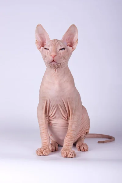 Studioaufnahmen Der Katze Der Sphynx Katze Auf Farbigen Hintergründen — Stockfoto