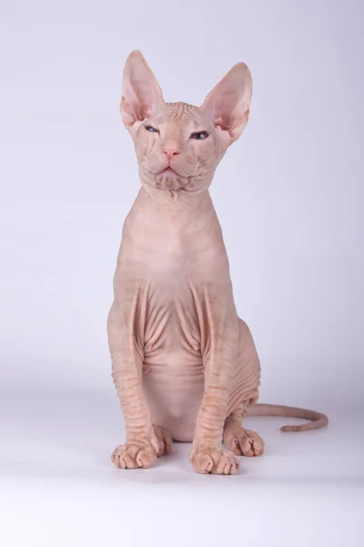 Studio Fotografii Kota Don Sphynx Cat Kolorowe Tło — Zdjęcie stockowe