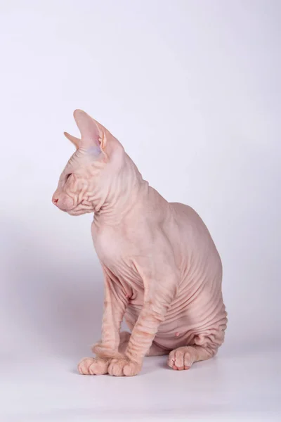 Estudio Fotografía Del Gato Del Gato Don Sphynx Sobre Fondos — Foto de Stock