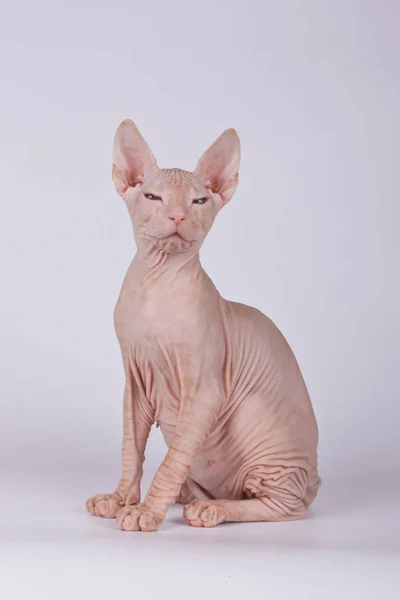 Studioaufnahmen Der Katze Der Sphynx Katze Auf Farbigen Hintergründen — Stockfoto