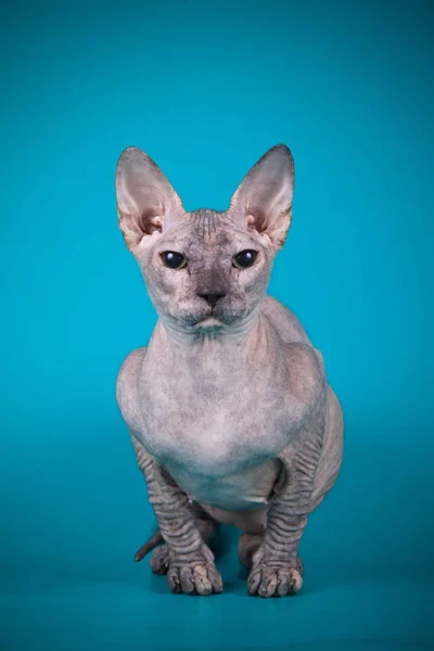 Studio Photography Cat Don Sphynx Cat Colored Backgrounds — Stock Photo, Image