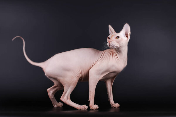 Studio photography of the cat of the don sphynx cat on colored backgrounds