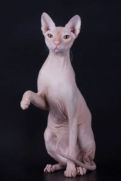 Studio Fotografii Kota Don Sphynx Cat Kolorowe Tło — Zdjęcie stockowe