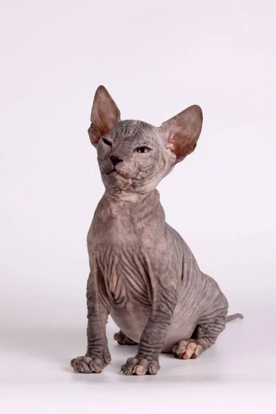 배경에 Sphynx 고양이의 고양이의 스튜디오 — 스톡 사진