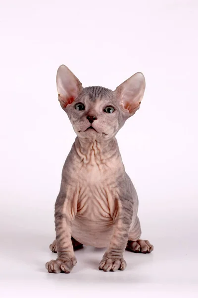 Studiofotografering Katten Don Sphynx Katt Färgad Bakgrund — Stockfoto