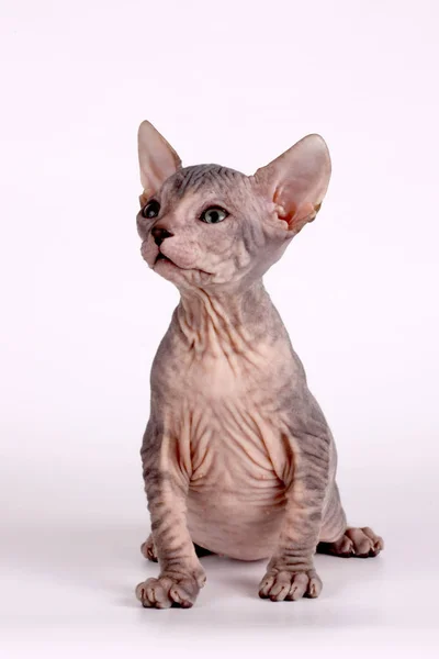 Στούντιο Φωτογραφίας Της Γάτας Του Don Sphynx Γάτα Έγχρωμα Φόντα — Φωτογραφία Αρχείου