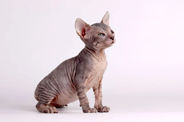 Studioaufnahmen Der Katze Der Sphynx Katze Auf Farbigen Hintergründen — Stockfoto