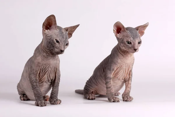 Studioaufnahmen Der Katze Der Sphynx Katze Auf Farbigen Hintergründen — Stockfoto