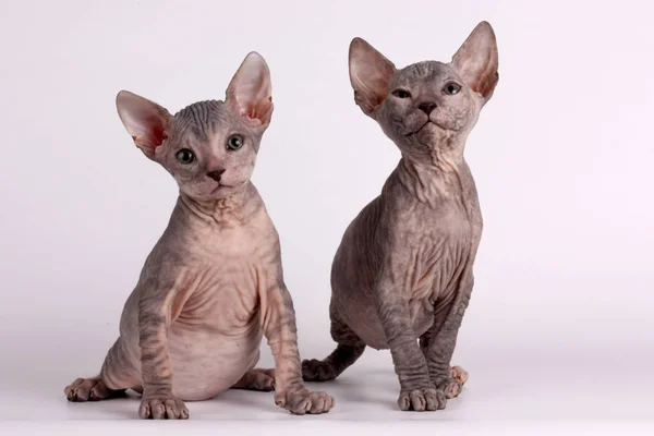 Studioaufnahmen Der Katze Der Sphynx Katze Auf Farbigen Hintergründen — Stockfoto