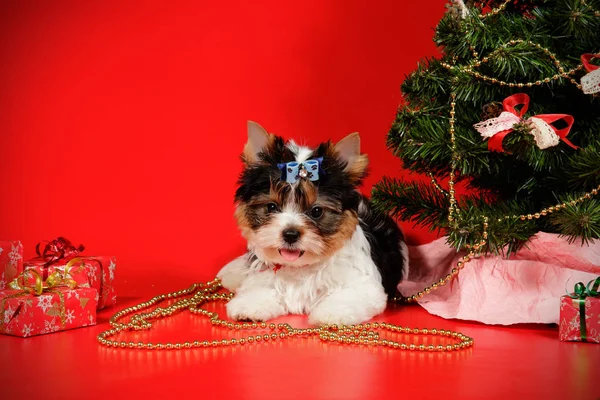 Biewer Yorkshire Terrier sobre fondos de color —  Fotos de Stock