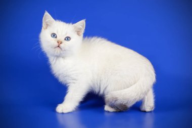 stüdyo fotoğrafçılığı renkli arka plan üzerinde bir İskoç düz stenografi kedi