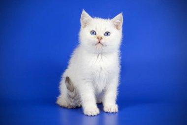 stüdyo fotoğrafçılığı renkli arka plan üzerinde bir İskoç düz stenografi kedi