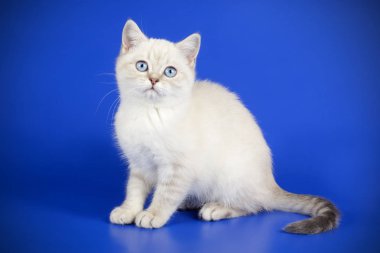 stüdyo fotoğrafçılığı renkli arka plan üzerinde bir İskoç düz stenografi kedi