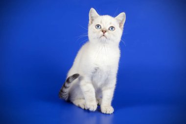 stüdyo fotoğrafçılığı renkli arka plan üzerinde bir İskoç düz stenografi kedi