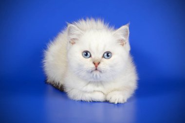 stüdyo fotoğrafçılığı renkli arka plan üzerinde bir İskoç düz stenografi kedi