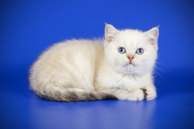 stüdyo fotoğrafçılığı renkli arka plan üzerinde bir İskoç düz stenografi kedi