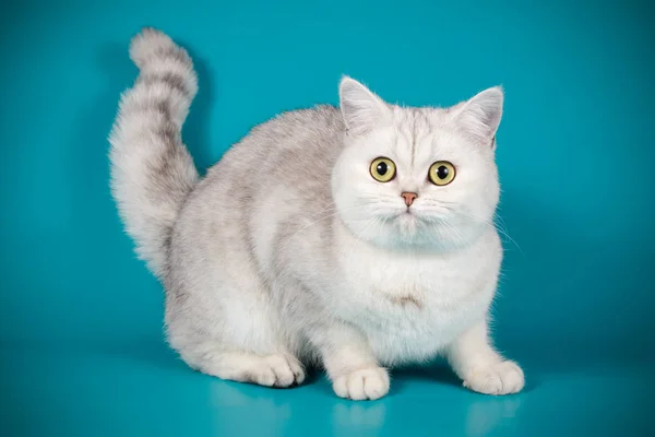 Fotografía Estudio Gato Escocés Taquigrafía Recta Sobre Fondos Color — Foto de Stock