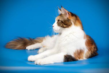 Bir Maine Coon Kedi renkli arka plan üzerinde fotoğraf stüdyosu