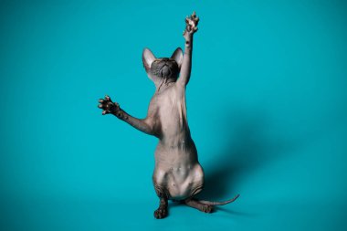 Don Sphynx kedi renkli arka plan üzerinde