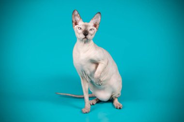 Don Sphynx kedi renkli arka plan üzerinde