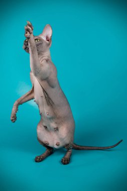 Don Sphynx kedi renkli arka plan üzerinde