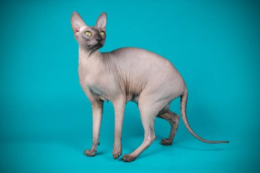 Don Sphynx kedi renkli arka plan üzerinde