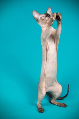 Don Sphynx kedi renkli arka plan üzerinde