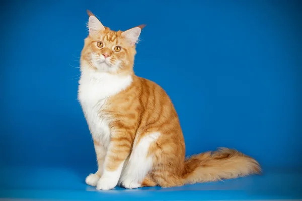 Studiofotografering Maine Coon Katt Färgad Bakgrund — Stockfoto