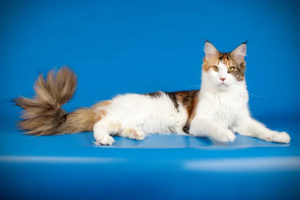 メインあらいくま猫色の背景上のスタジオ撮影 — ストック写真