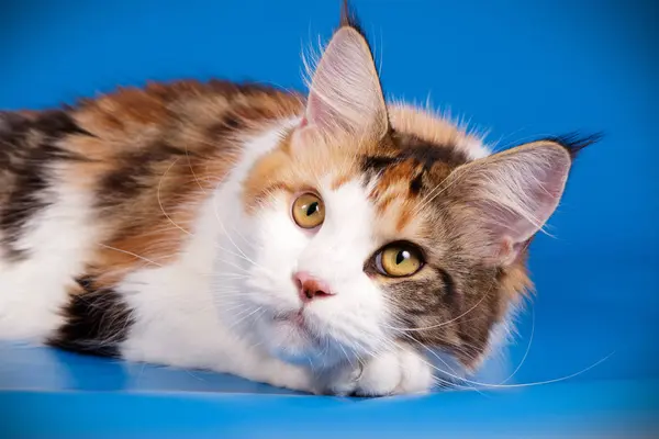 Bir Maine Coon Kedi Renkli Arka Plan Üzerinde Fotoğraf Stüdyosu — Stok fotoğraf
