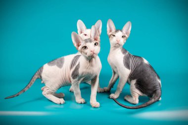 Don Sfenks kedisi renkli arka plan üzerinde kedi fotoğraf stüdyosu