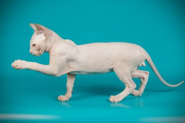 Don Sfenks kedisi renkli arka plan üzerinde kedi fotoğraf stüdyosu