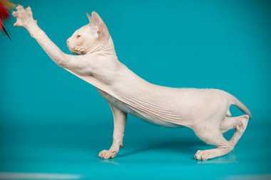 Don Sfenks kedisi renkli arka plan üzerinde kedi fotoğraf stüdyosu