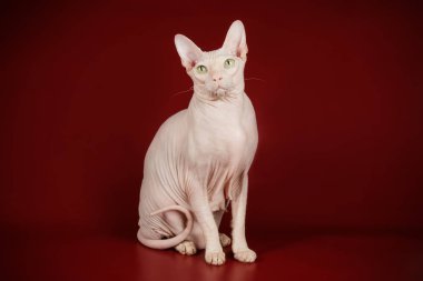 Don Sfenks kedisi renkli arka plan üzerinde kedi fotoğraf stüdyosu