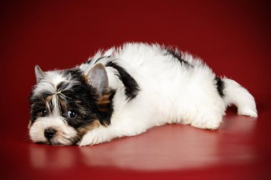 Stüdyo fotoğrafçılığı için bir Biewer Yorkshire Terrier renkli arka plan üzerinde