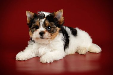 Stüdyo fotoğrafçılığı için bir Biewer Yorkshire Terrier renkli arka plan üzerinde