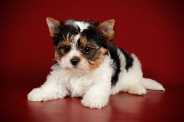 Stüdyo fotoğrafçılığı için bir Biewer Yorkshire Terrier renkli arka plan üzerinde