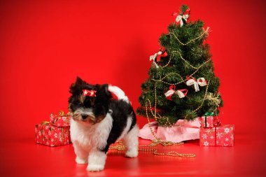 Stüdyo fotoğrafçılığı için bir Biewer Yorkshire Terrier renkli arka plan üzerinde