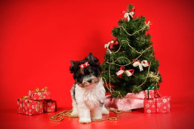 Stüdyo fotoğrafçılığı için bir Biewer Yorkshire Terrier renkli arka plan üzerinde