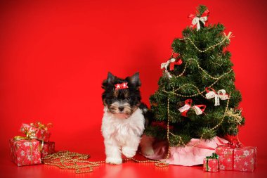 Stüdyo fotoğrafçılığı için bir Biewer Yorkshire Terrier renkli arka plan üzerinde