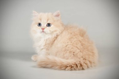 Bir İskoç düz longhair kedi renkli arka plan üzerinde fotoğraf stüdyosu