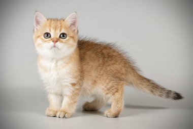 stüdyo fotoğrafçılığı renkli arka plan üzerinde bir İskoç düz stenografi kedi