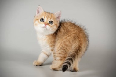 stüdyo fotoğrafçılığı renkli arka plan üzerinde bir İskoç düz stenografi kedi