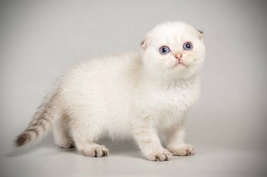 Bir İskoç fold stenografi kedi renkli arka plan üzerinde fotoğraf stüdyosu