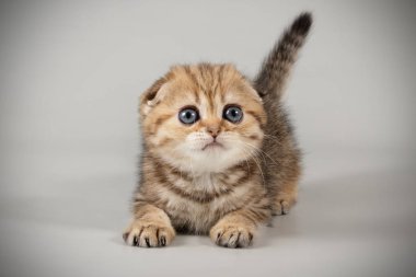 Bir İskoç fold stenografi kedi renkli arka plan üzerinde fotoğraf stüdyosu