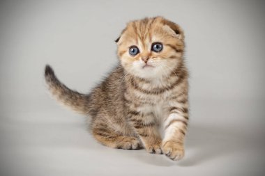 Bir İskoç fold stenografi kedi renkli arka plan üzerinde fotoğraf stüdyosu