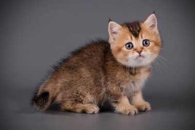 stüdyo fotoğrafçılığı renkli arka plan üzerinde bir İskoç düz stenografi kedi