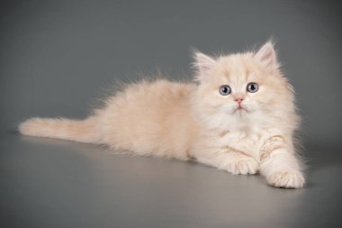 Bir İskoç düz longhair kedi renkli arka plan üzerinde fotoğraf stüdyosu