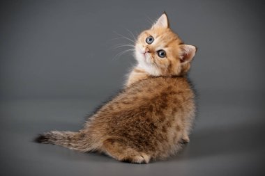 stüdyo fotoğrafçılığı renkli arka plan üzerinde bir İskoç düz stenografi kedi